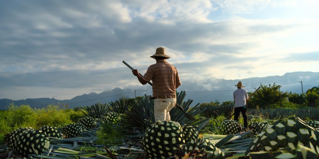 Jimadores use a specialised tool called a coa to cut away the spiky leaves and reveal the piña during the tequila-making process