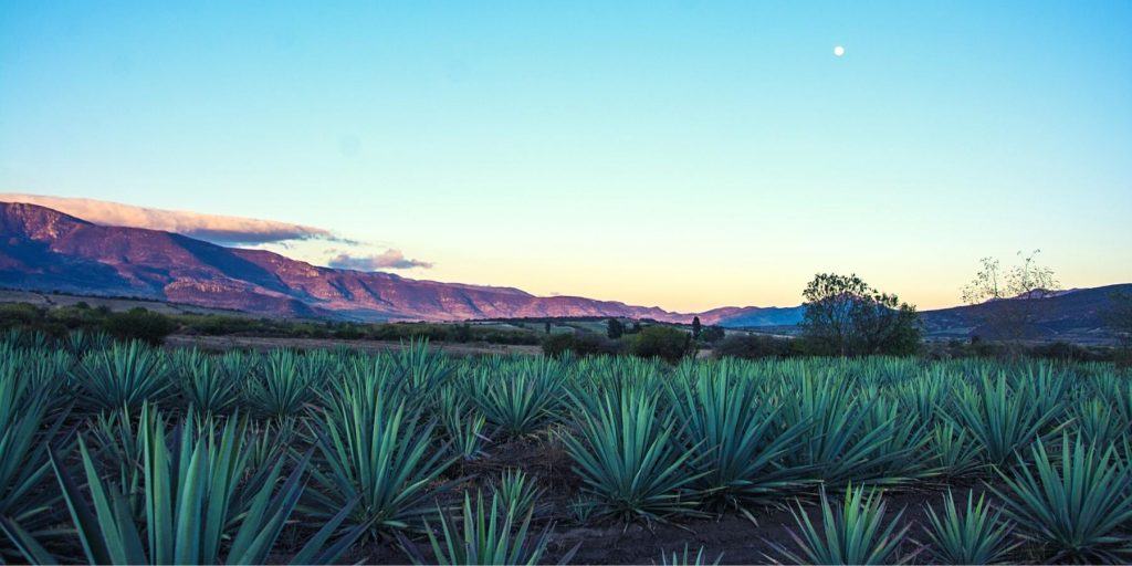 Agave plantation at sunset